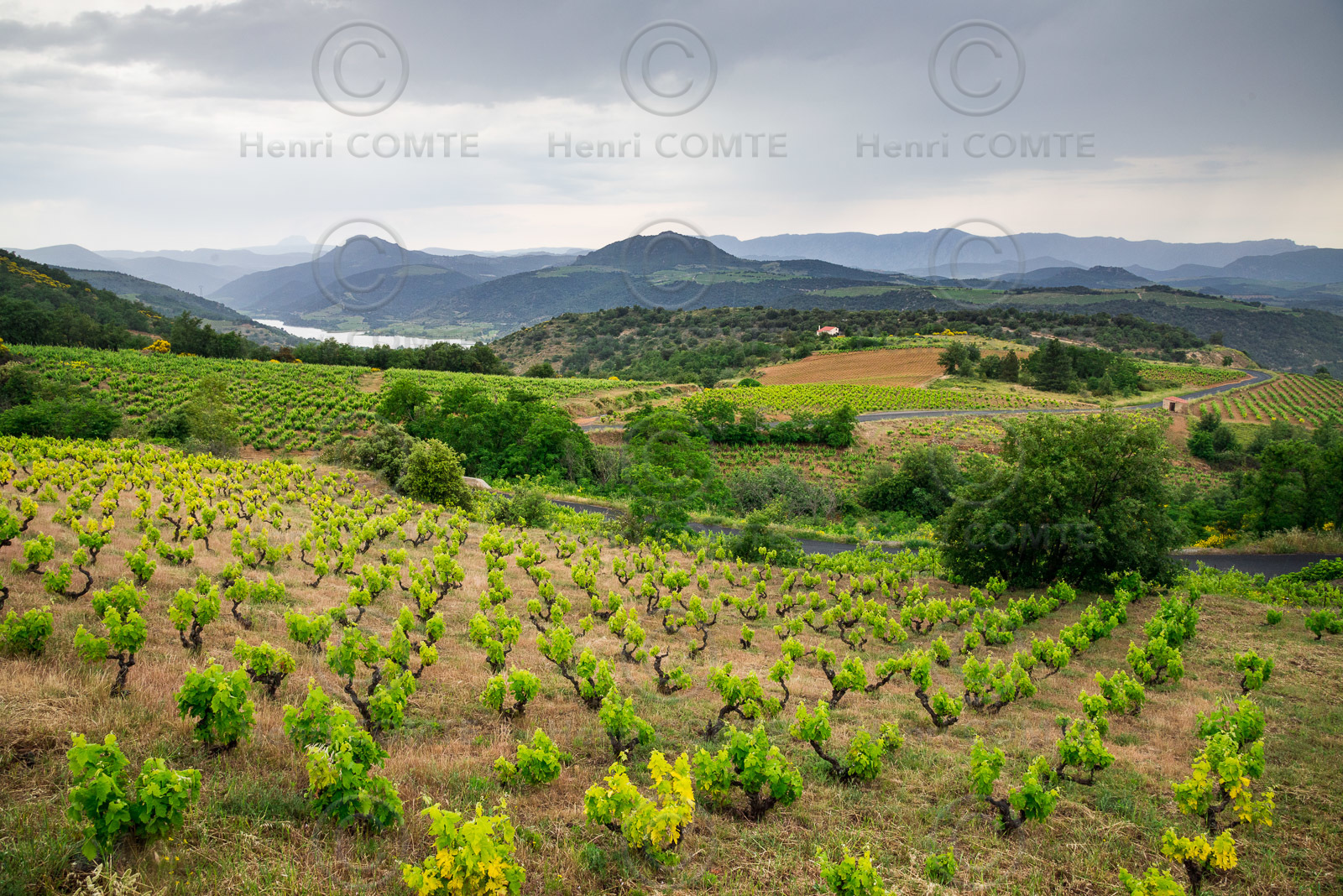 Côtes du Roussillon