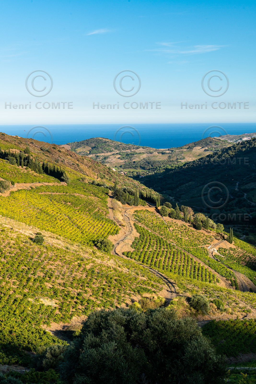 Vignoble Collioure Banyuls