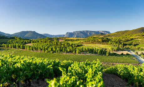 Saint-Chinian