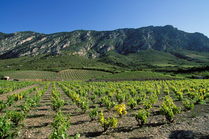 Vignoble du Roussillon