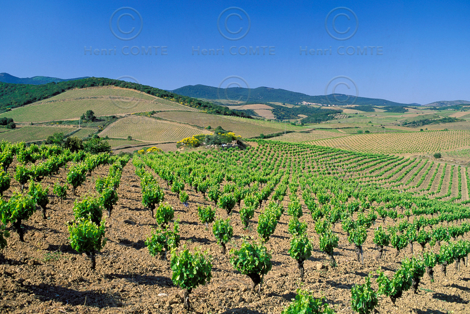 Vignoble de Faugeres