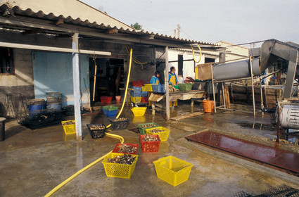 Ostreiculture