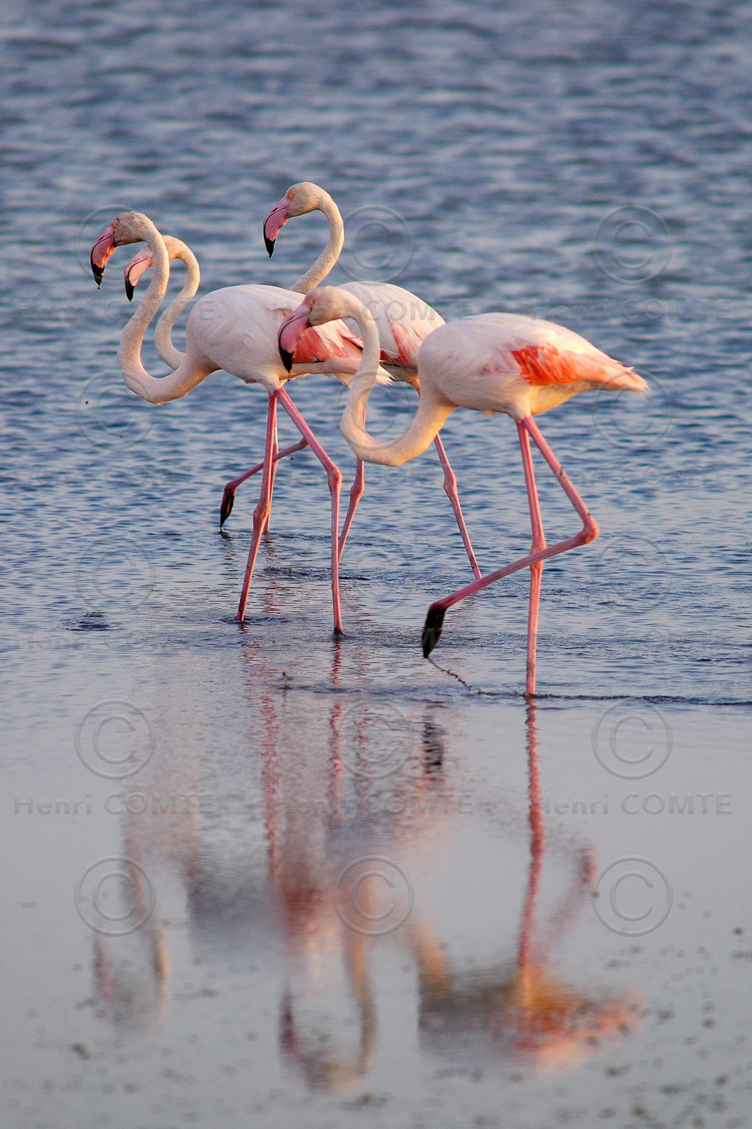 Flamants roses