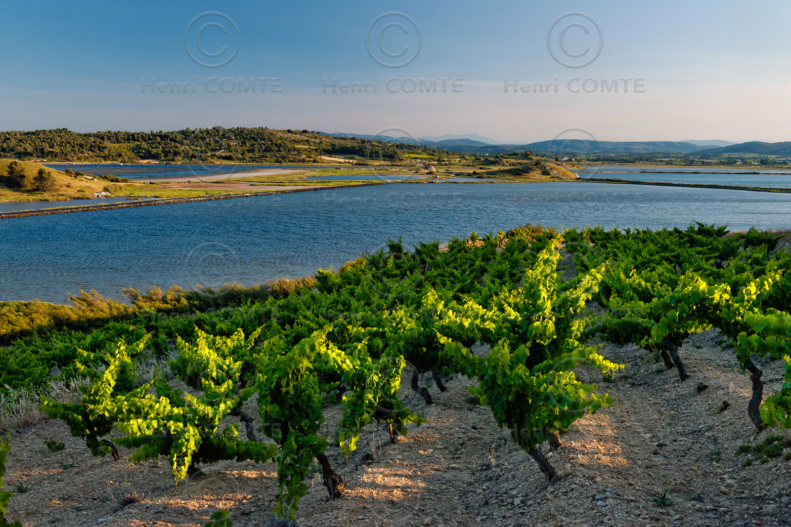 Vignoble des Corbieres