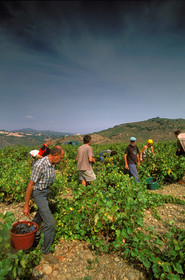 Vignoble du Roussillon