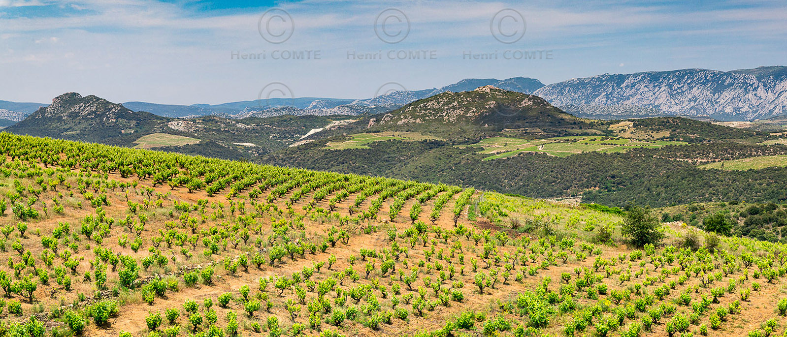 Vignoble Roussillon