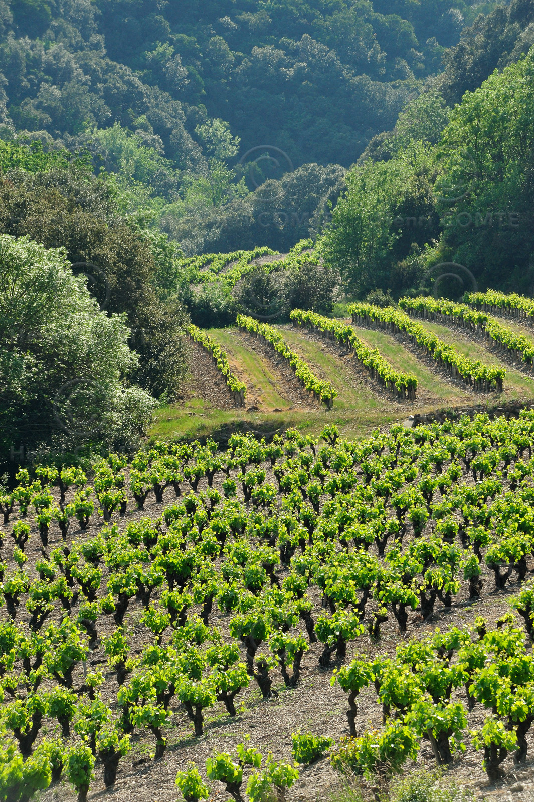 Vignoble Saint Chinian