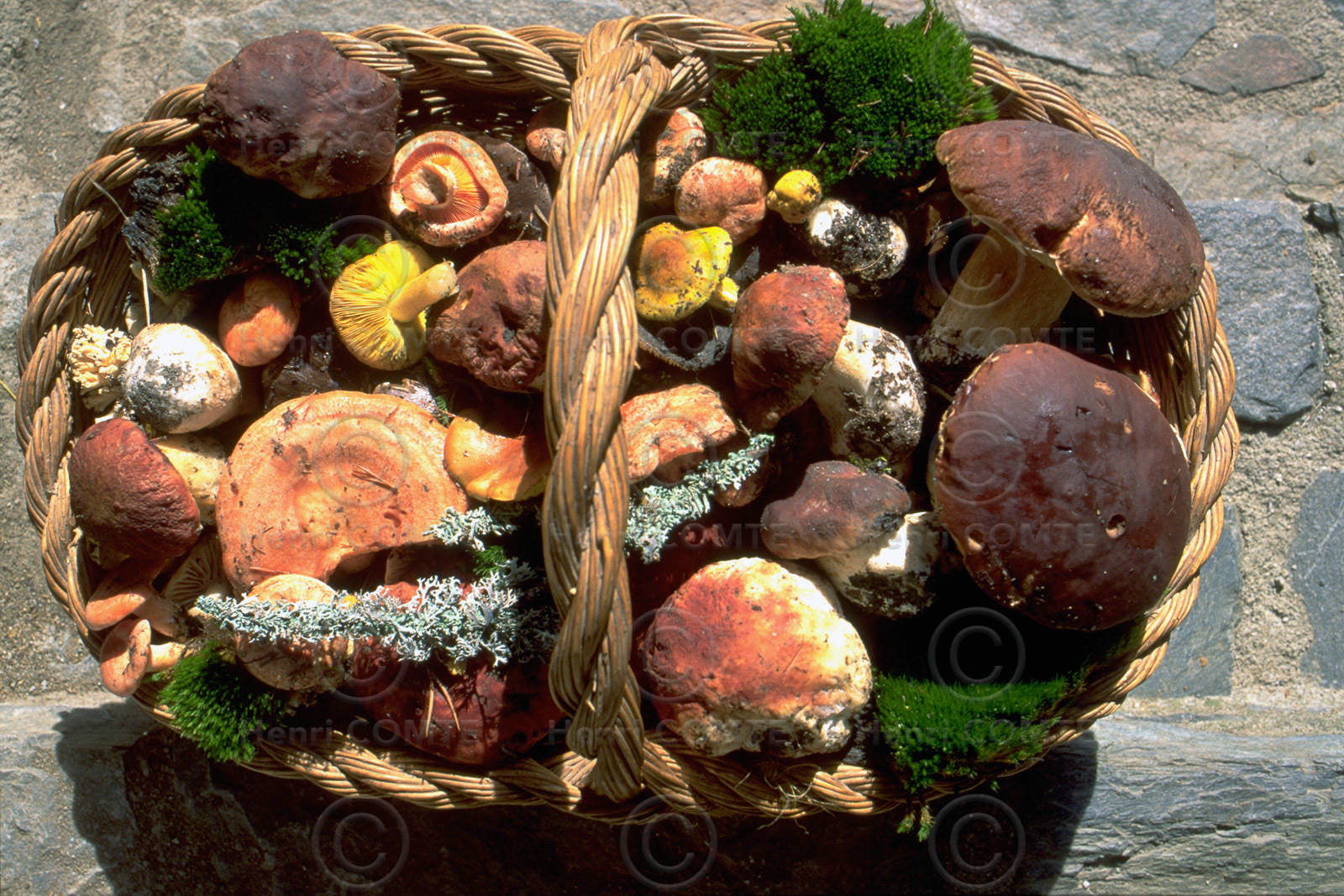 Champignons