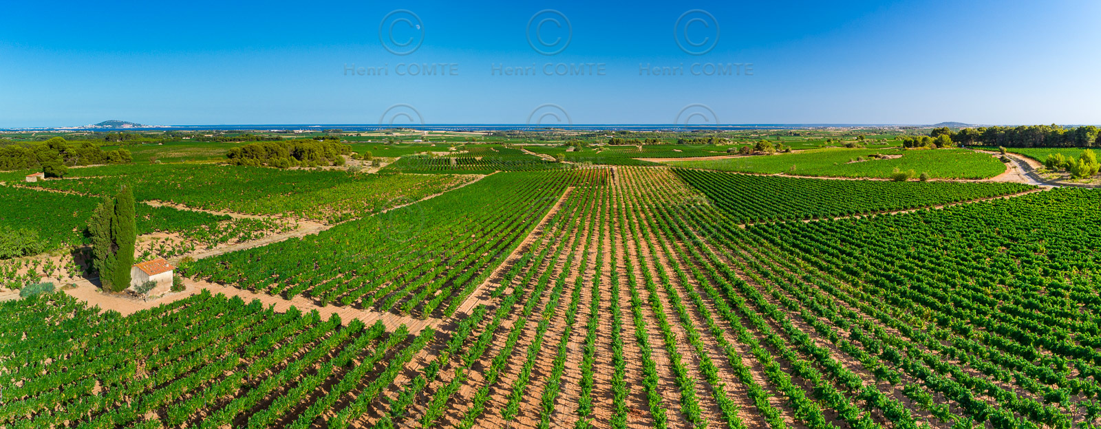 Vignoble de Picpoul de Pinet