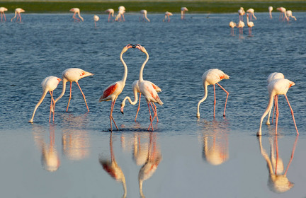 Flamants roses