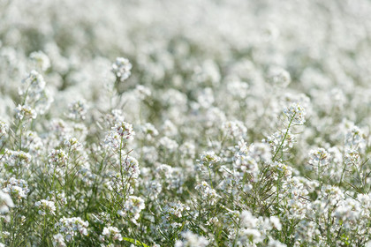 Fleurs et vignes