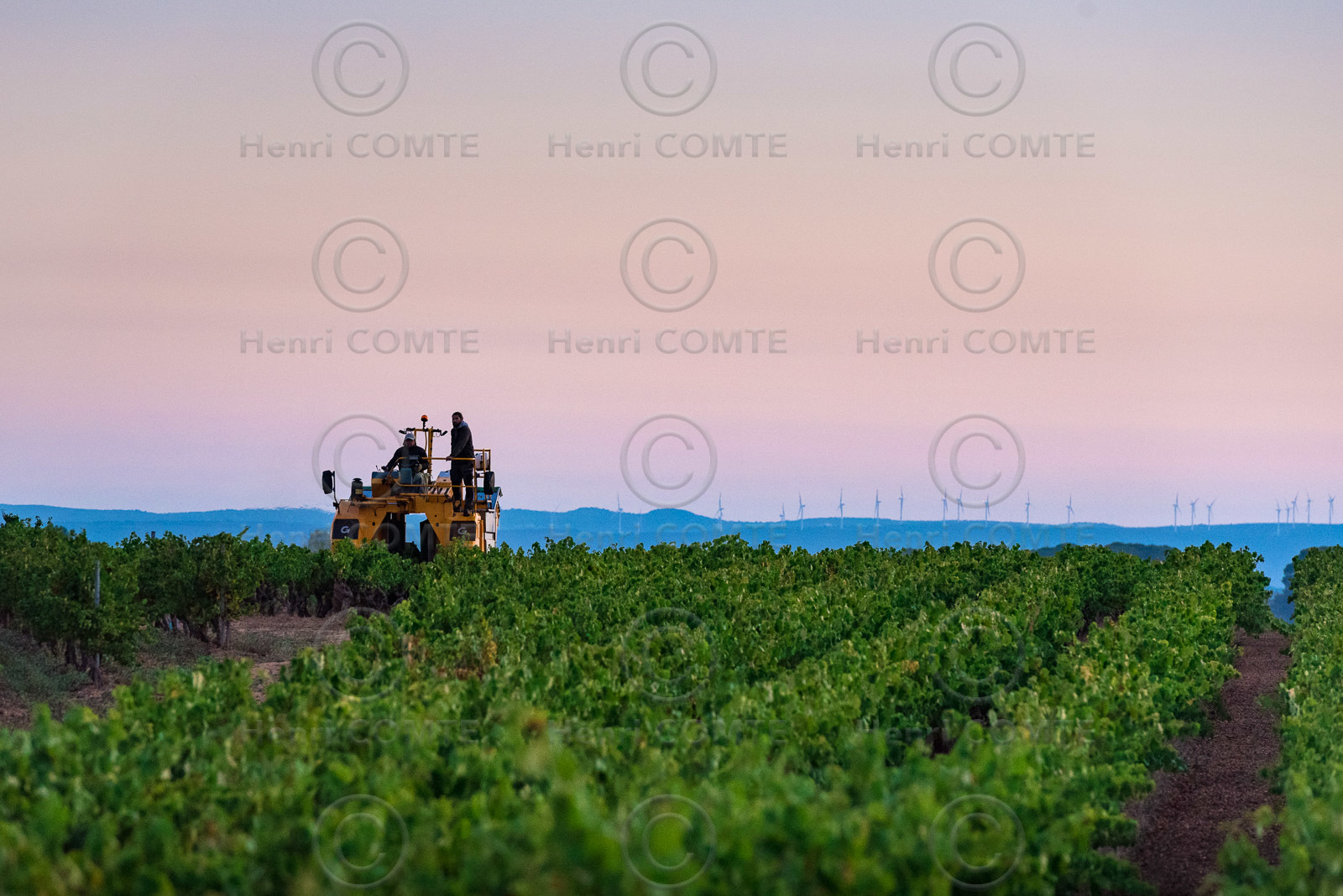 Vendange à la machine