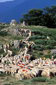 Transhumance en Cévennes