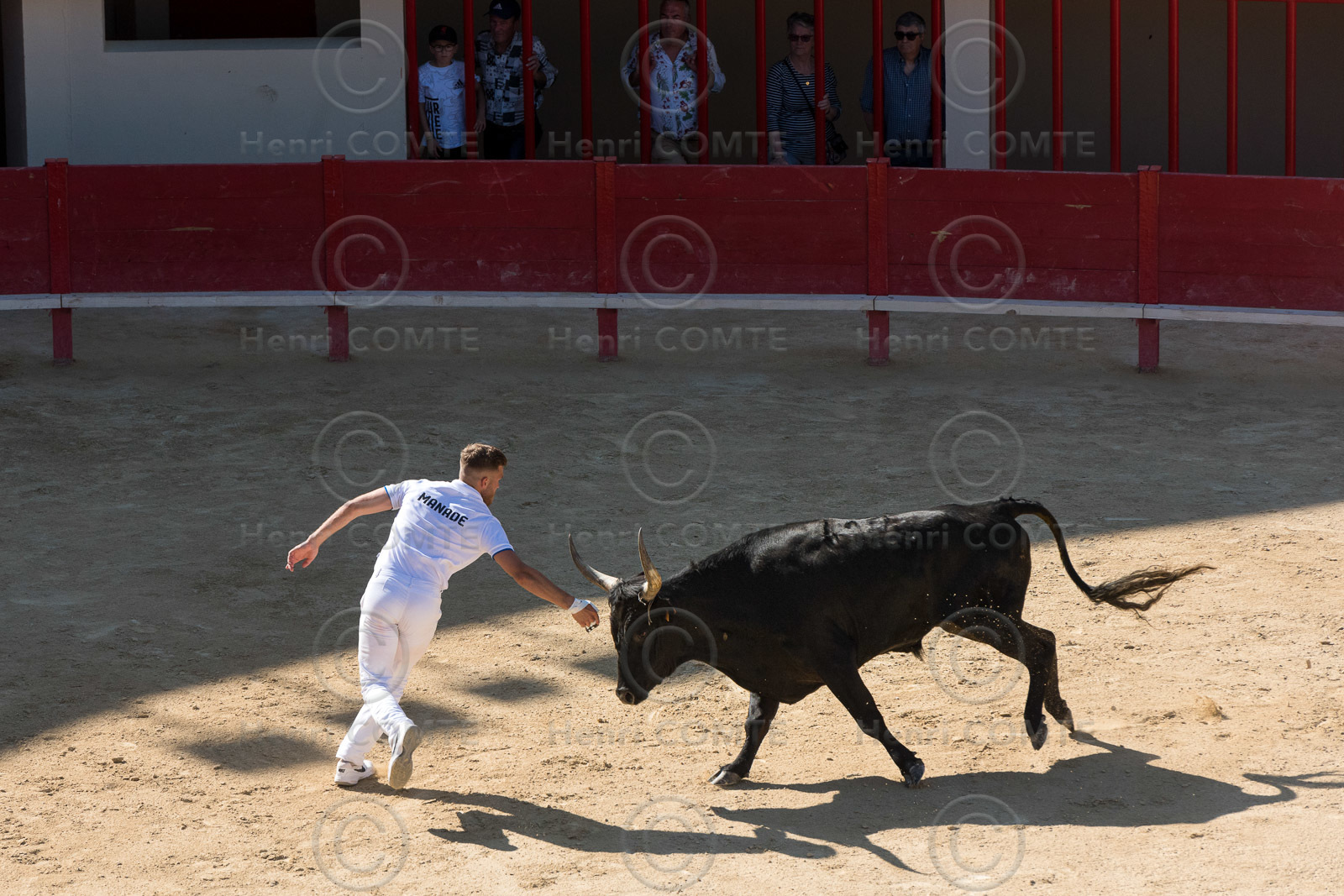 Course camarguaise