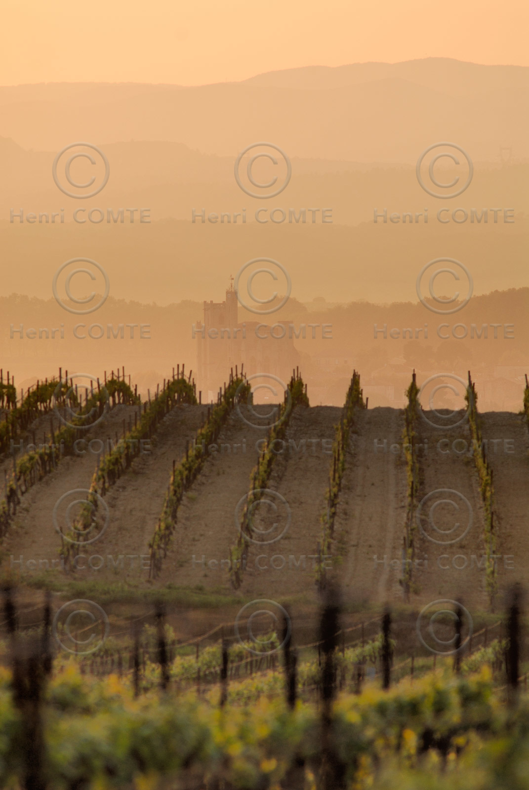 Vignoble du bitterois