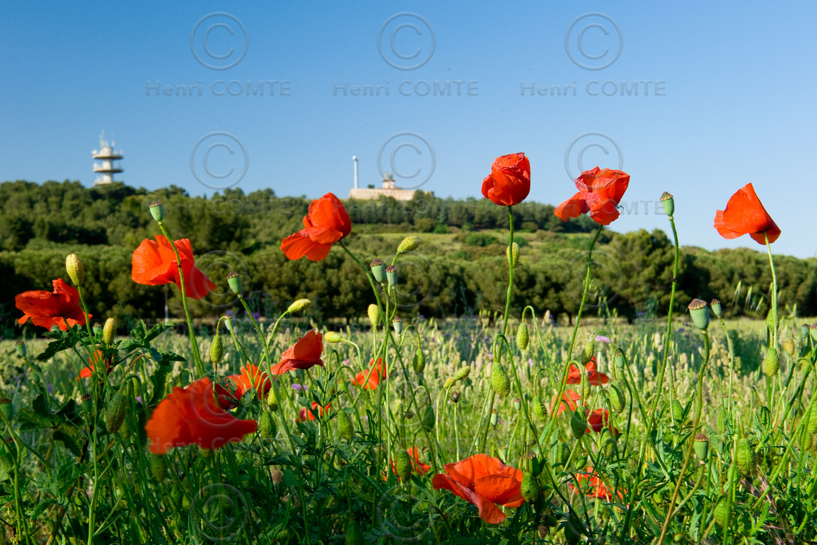 Coquelicots