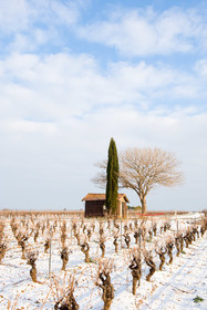 Vignoble en hiver