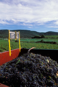 Vignoble Saint Chinian
