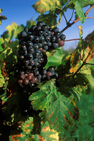 Grappe de raisins