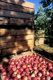 Récolte Pommes