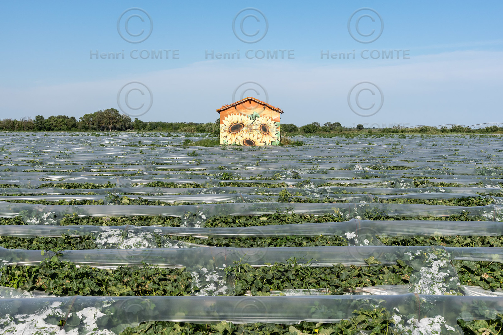 Champs de melons