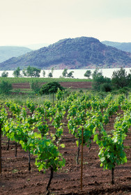 Vignoble du Salagou