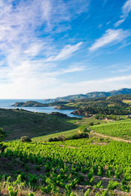 Vignes - Paulilles
