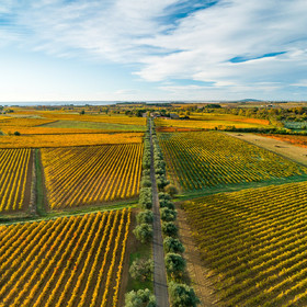 Vignes Automne