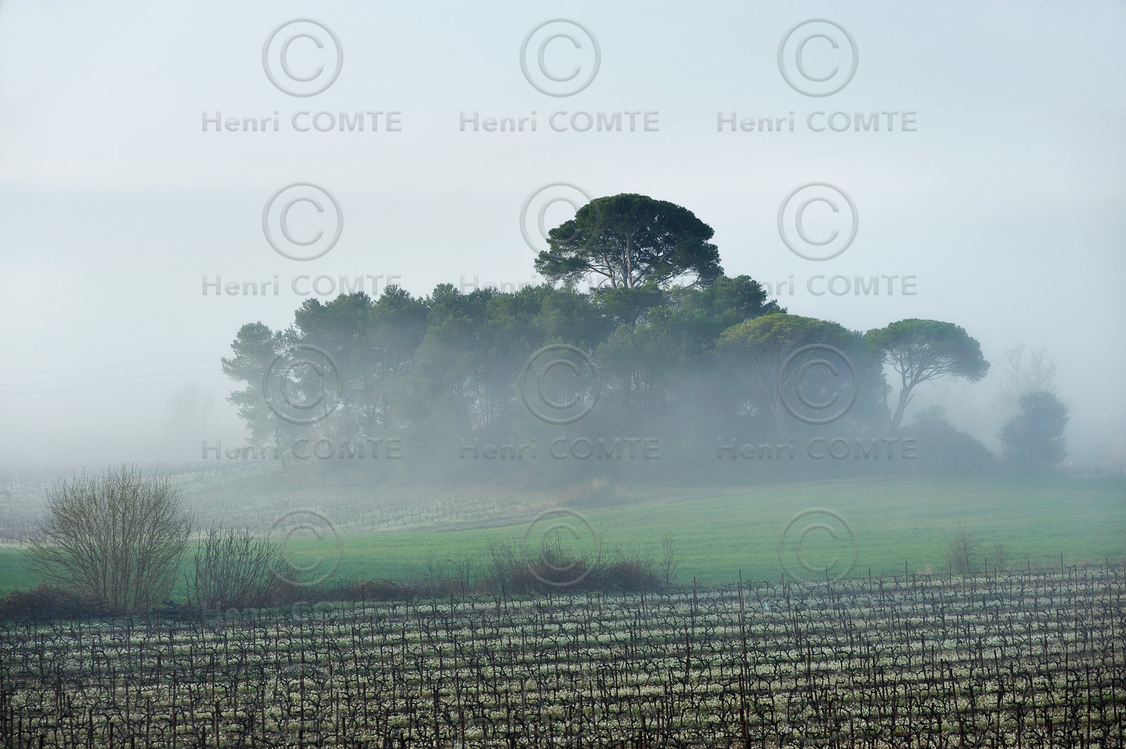 Vignes du Pays de Thau