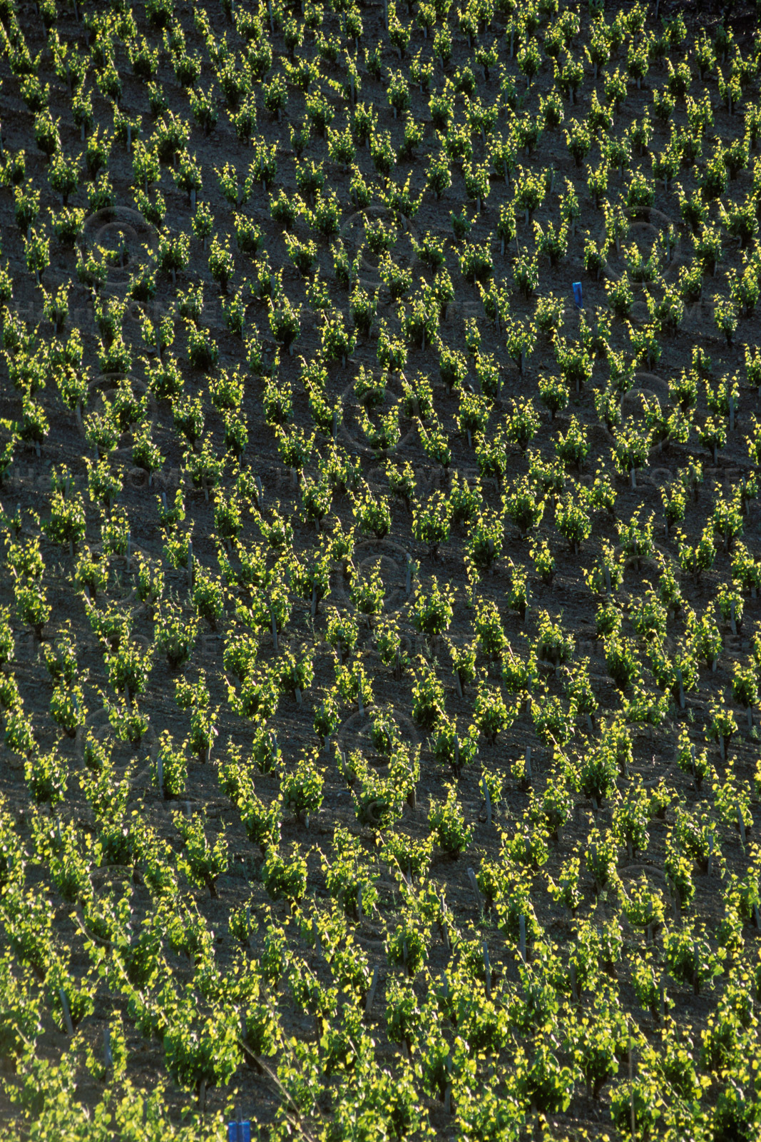 Vignoble Saint Chinian