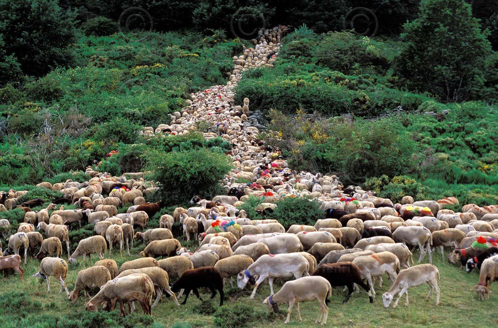 Transhumance en Cévennes