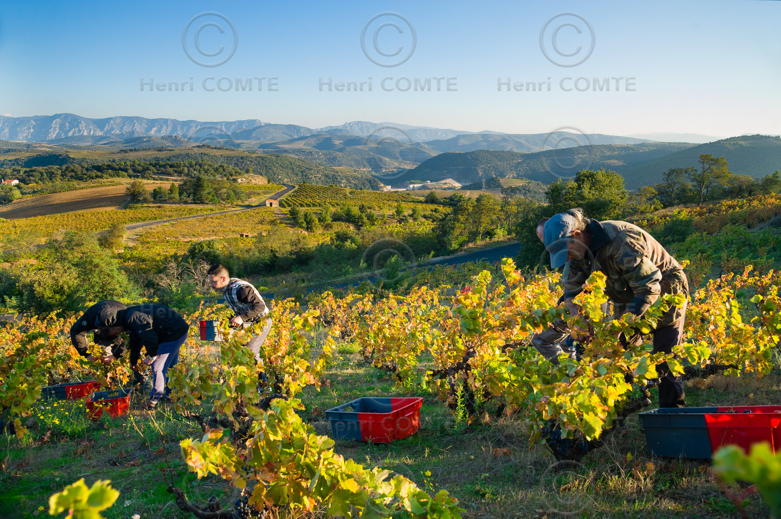 Vendanges Roussillon