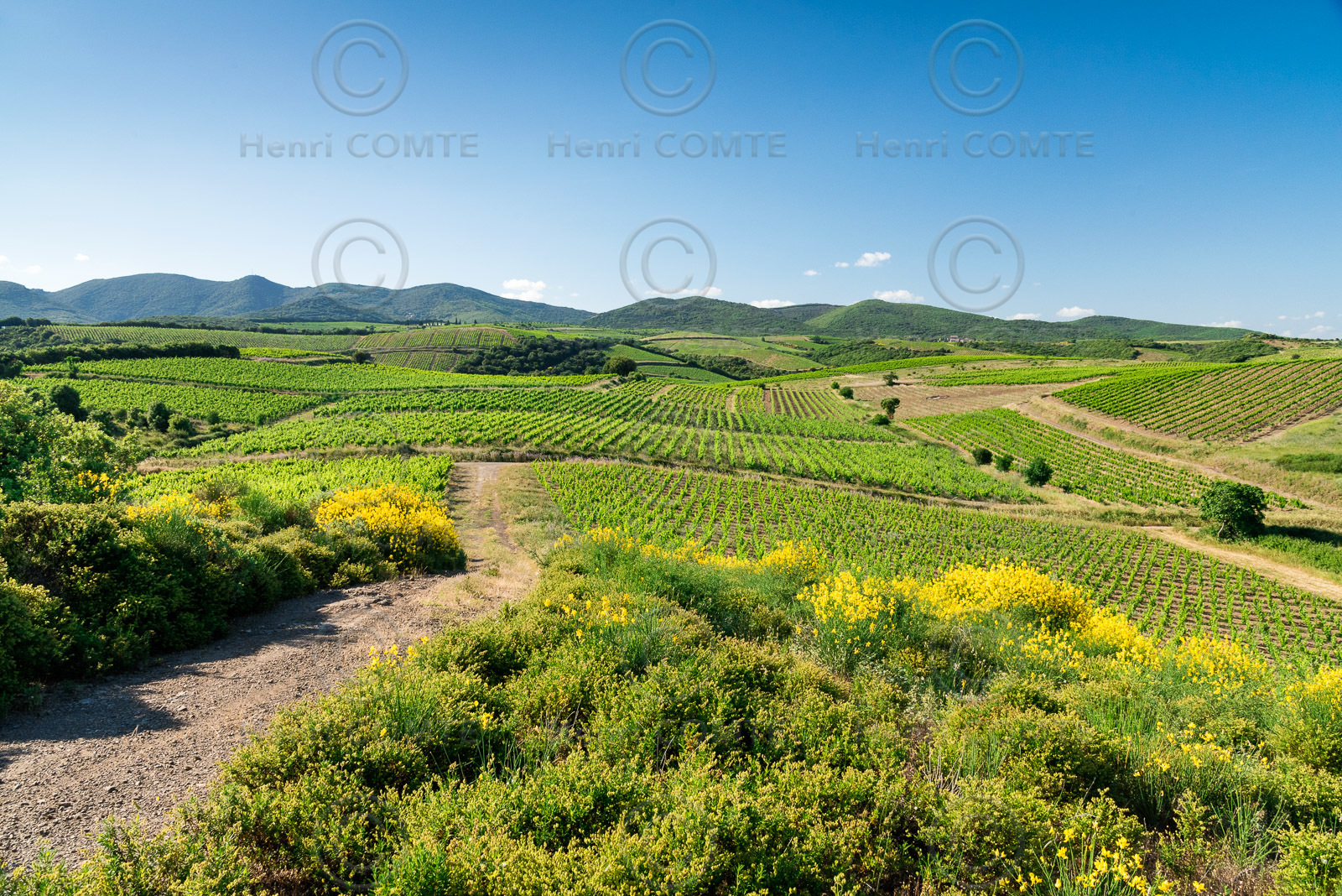 Vignoble de Faugères