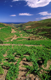 Vignoble du Roussillon
