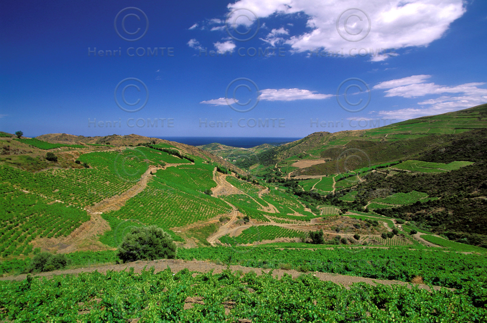 Vignoble du Roussillon