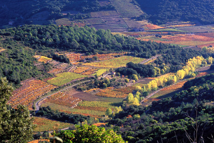 Vignoble Saint Chinian