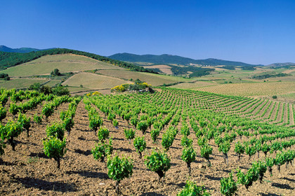 Vignoble de Faugeres