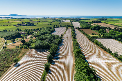 Champs de melons