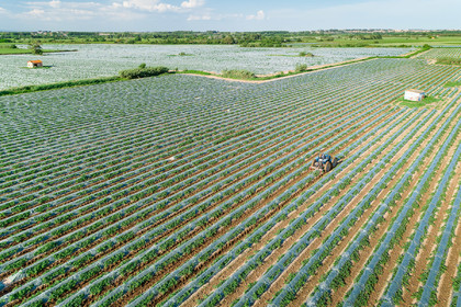 Champs de melons