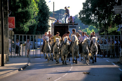 Bouvine en camargue