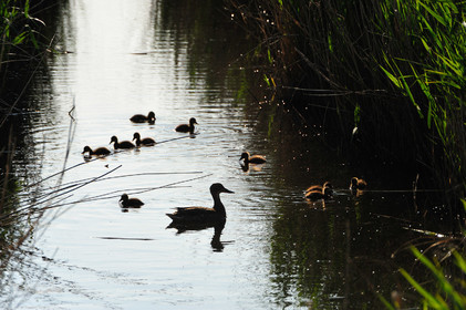 Canards