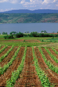 Vignoble du Salagou