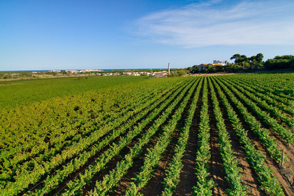 Vignoble Cap D'agde
