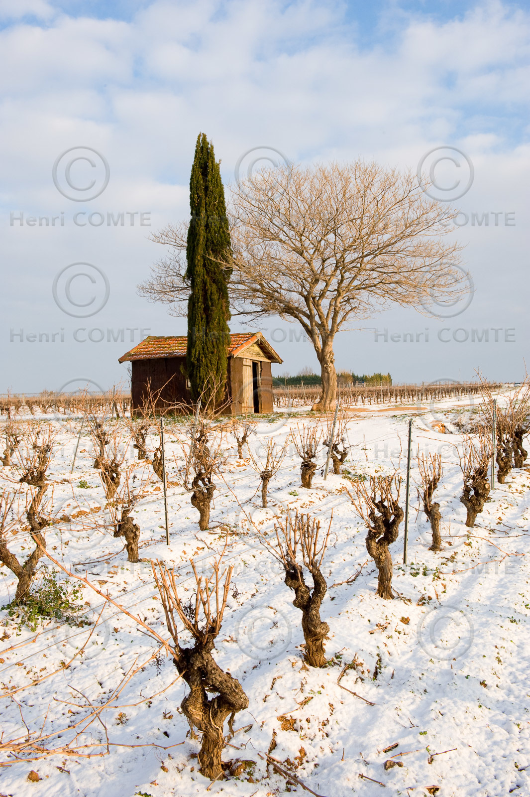 Vignoble en hiver