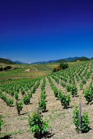 Vignoble du Roussillon