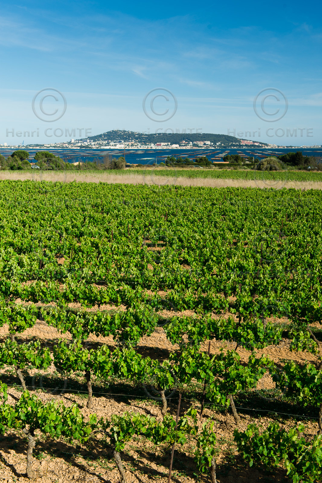 Vignoble de Thau