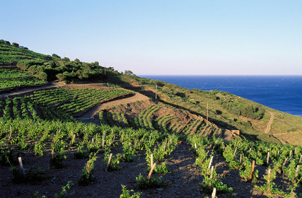 Vignoble du Roussillon