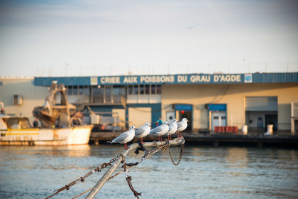 Grau d'Agde