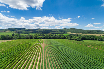 Vignoble Limoux