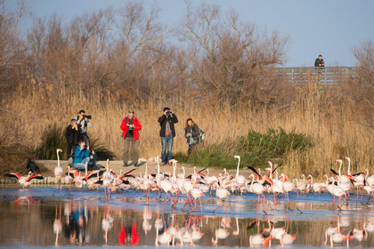 Flamant rose